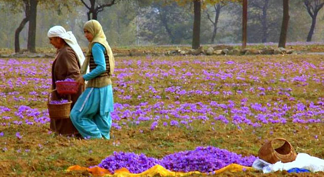 saffron fields Pahalgam